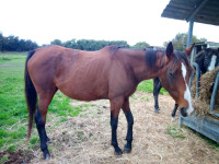 Vente de cheval : Beat Generation 