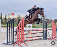 Vente de cheval : Kassiope la Fontaine 