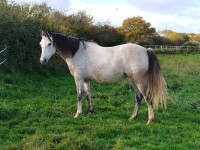 Vente de cheval : Kayna du centaure