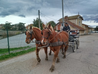 Vente de cheval : Neptune et Kaline