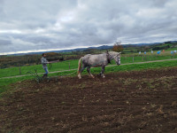 Vente de cheval : Magnum