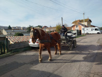 Vente de cheval : Iris