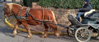Vente de cheval : Iris