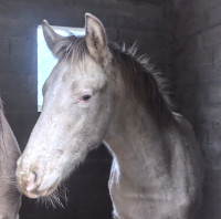 Vente de cheval :  Cupidon 