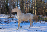 Vente de cheval : Nweeton 