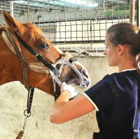 Dentisterie �quine Pays de la Loire