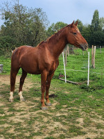 Vente de cheval : Looksor L'epivent 