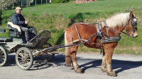 Vente de cheval : Mirabelle