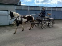 Vente de poney