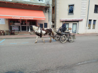 Vente de cheval : Nazia
