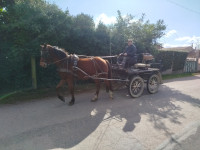 Vente de poney
