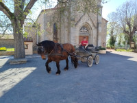 Vente de cheval : Antille