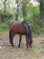 Vente de cheval : khafifad d 'atur