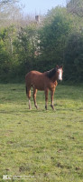 Vente de cheval : Perceval 