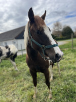 Vente de cheval : Oslo