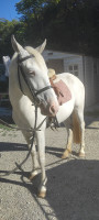 Vente de cheval : Princesse