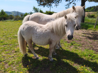 Vente de cheval : Pikachu de Cenves 
