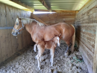 Vente de cheval : Kaline