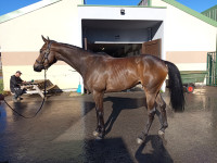 Vente de cheval : Bo daddy