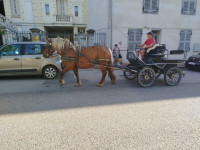 Vente de cheval : Menotte