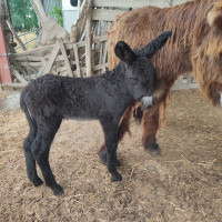 Vente de cheval : Qualif de courance 