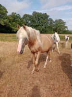 Vente de cheval : Viquito Bonny Blue 
