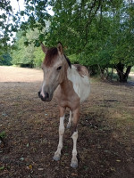 Vente de cheval : Oz Dance Blue 