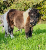 Vente de poney