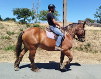 Vente de cheval : Lilas