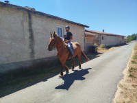 Vente de cheval : Lilas