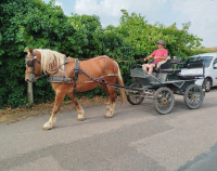 Vente de cheval : Martin