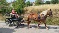 Vente de cheval : Nikita