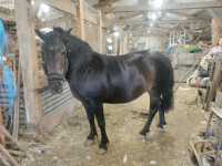 Vente de poney