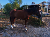 Vente de cheval : ixor d'elyr