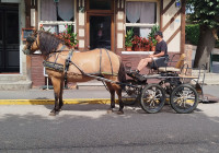 Vente de cheval : Idem