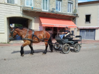 Vente de cheval : Molly