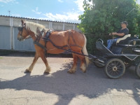 Vente de cheval : Lolita
