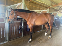 Vente de cheval : Intendro