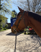 Vente de cheval : Maelia de Roumard 