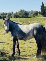 Vente de cheval : Opale de Gratuzas