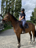 Vente de cheval : Eureka des bois