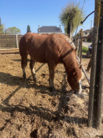 Vente de cheval : PERLE