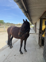 Vente de cheval : Hnata Madalena 
