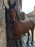 Confier petit cheval SBS