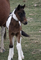 Vente de poney