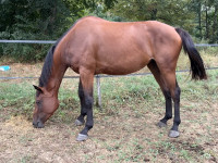 Vente de cheval : N�buleuse 
