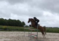 Vente de poney