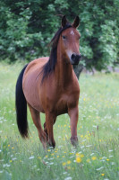 Vente de cheval : Mooka de LASP