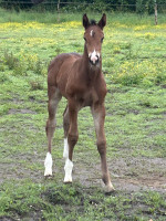 Vente de cheval : Quosmos d�opalle 