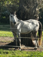 Vente de cheval : LUCKY DES GALINIERS
